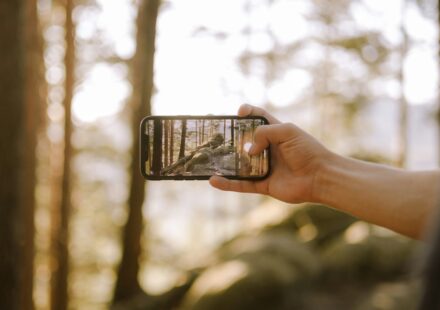 a person taking a picture of a forest